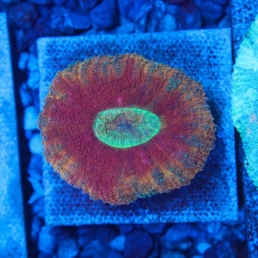 Ultra Lobophyllia