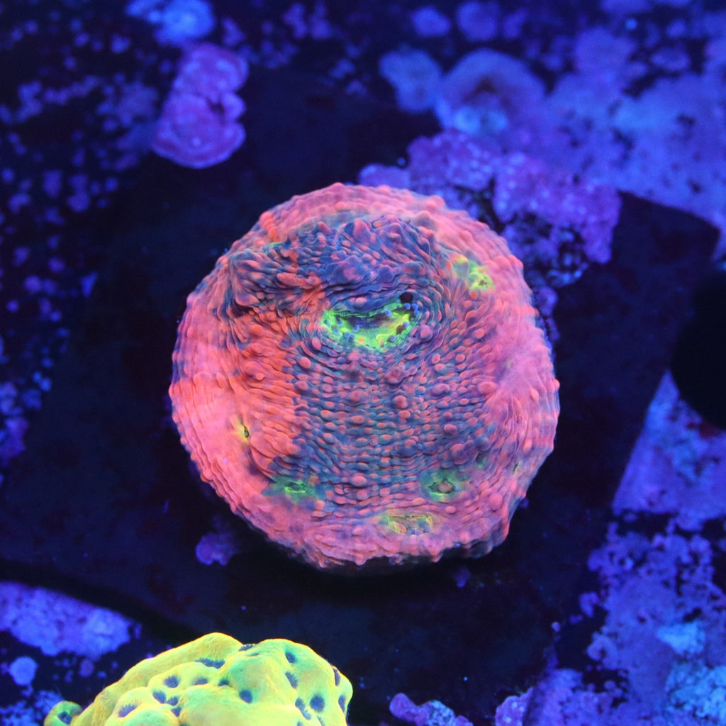 Pink Boobies Chalice