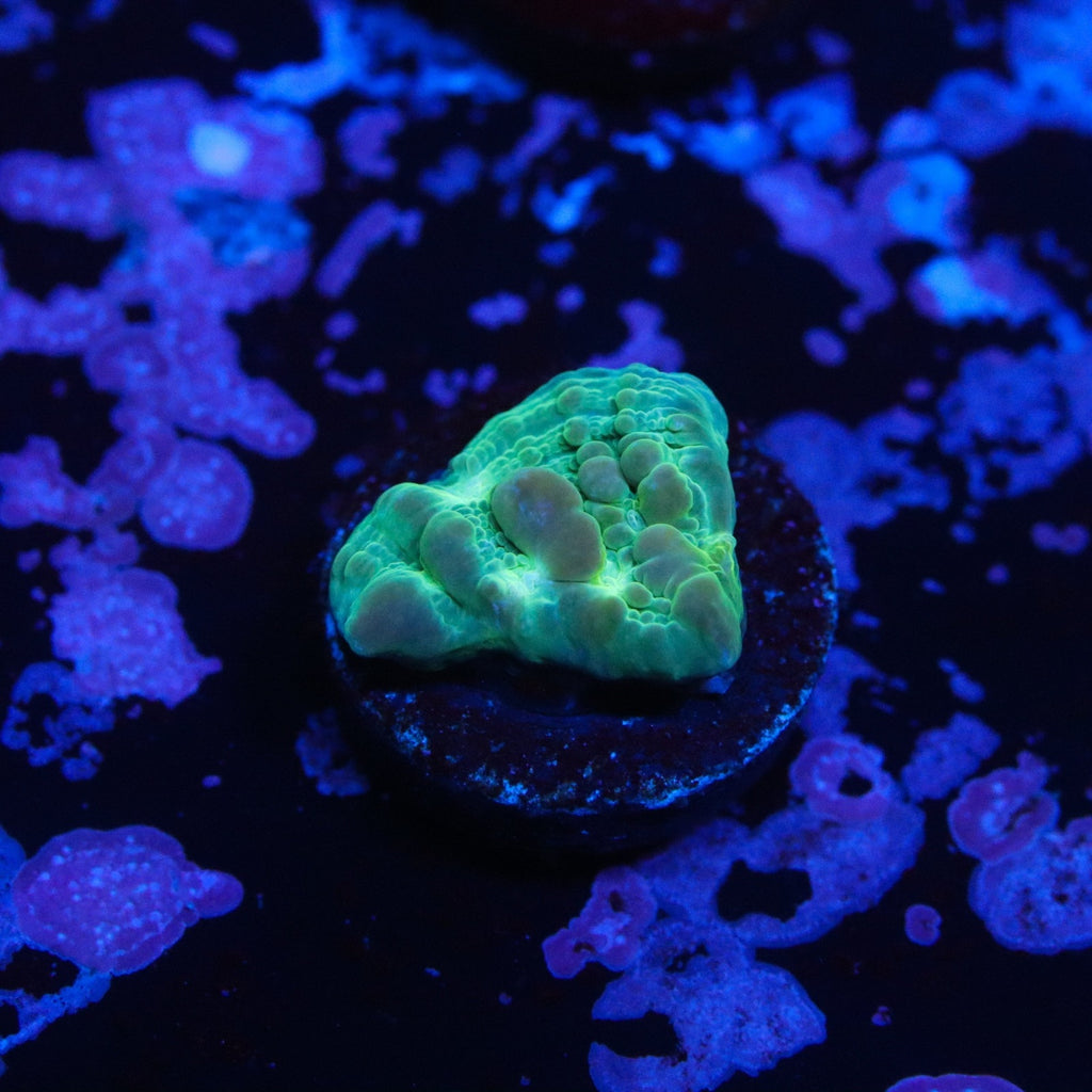 WWC Cosmic Candy Bounce Chalice