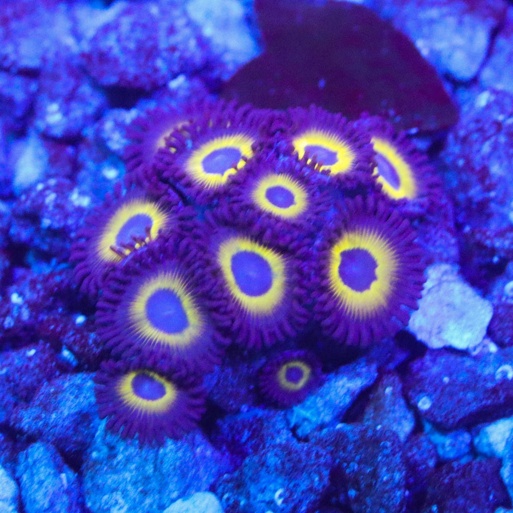 Yellow/Purple Zoa Colony