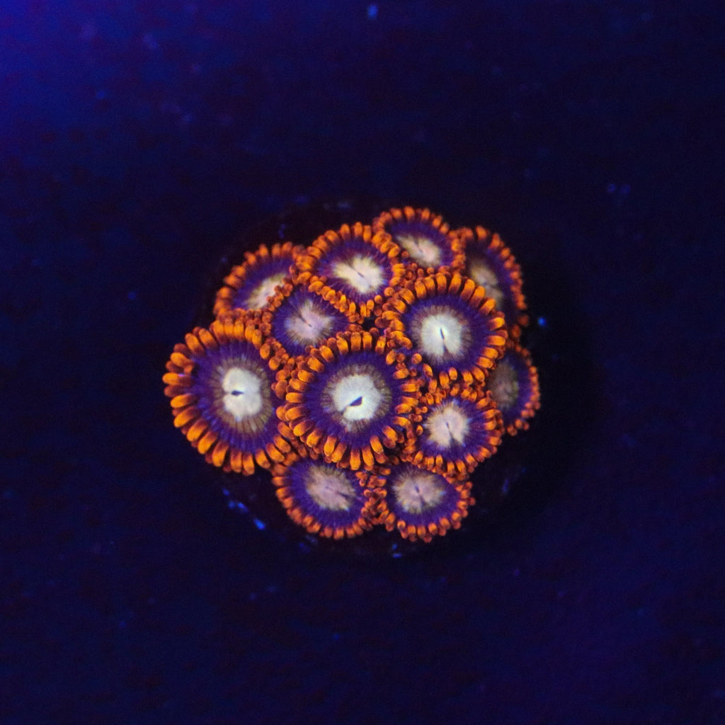 WWC Treehouse Of Horror Zoanthid