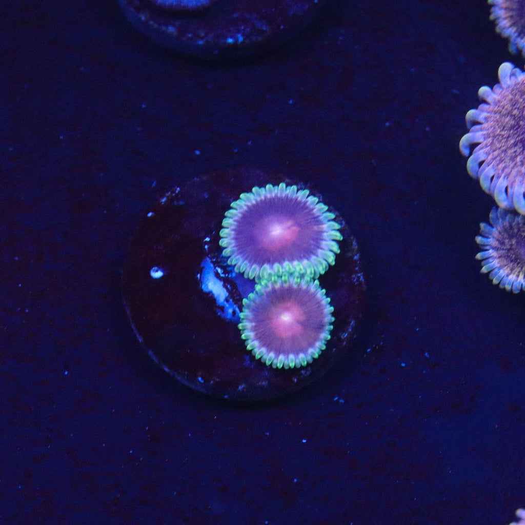 WWC Lucky Kentucky Zoanthid