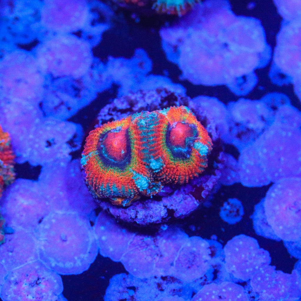 ECC Rainbow Road Micromussa