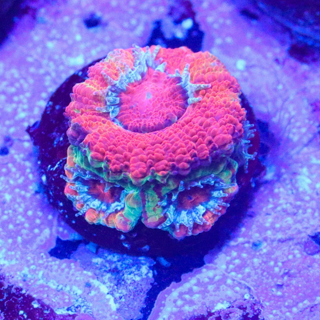 GB Jawbreaker Acan