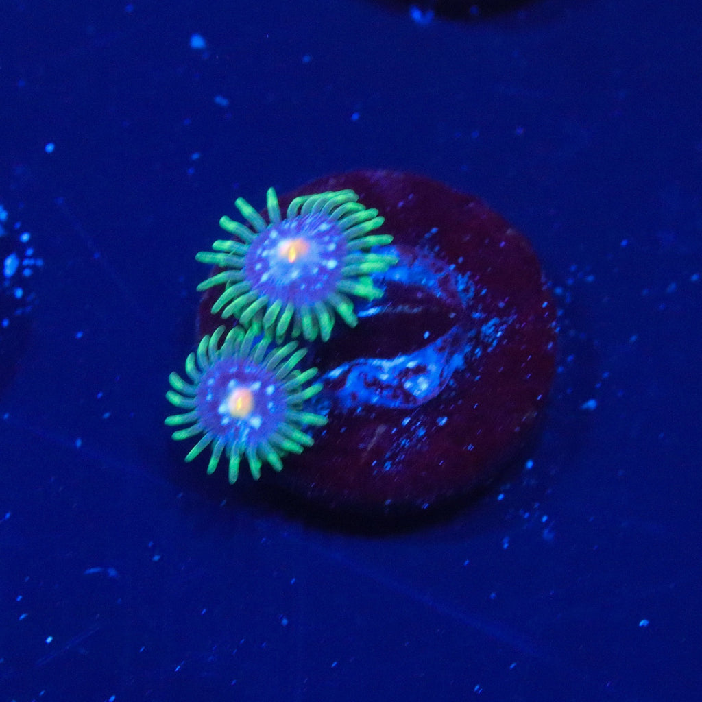 JF Daisy Cutter Zoanthids