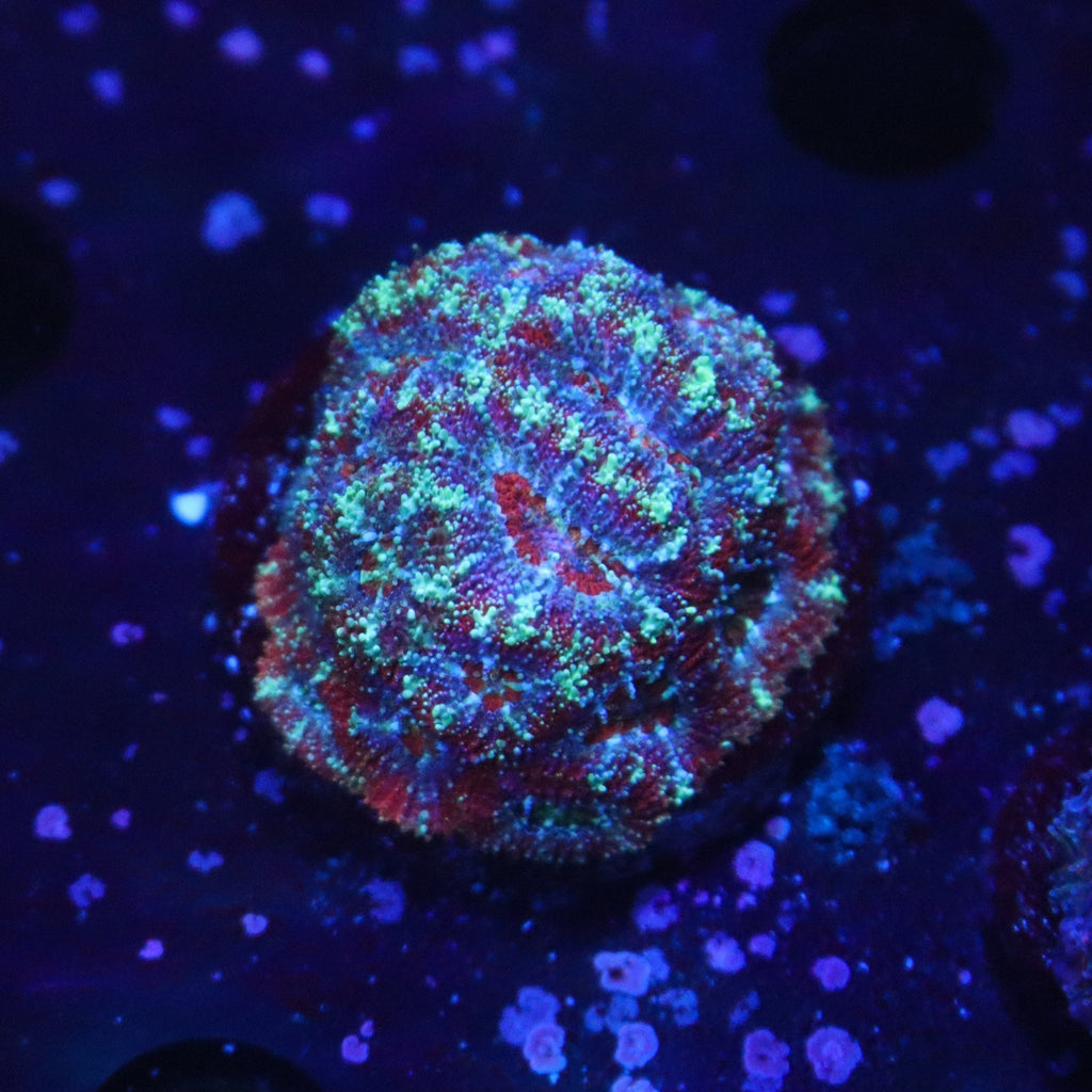 Ultra Micromussa Colony