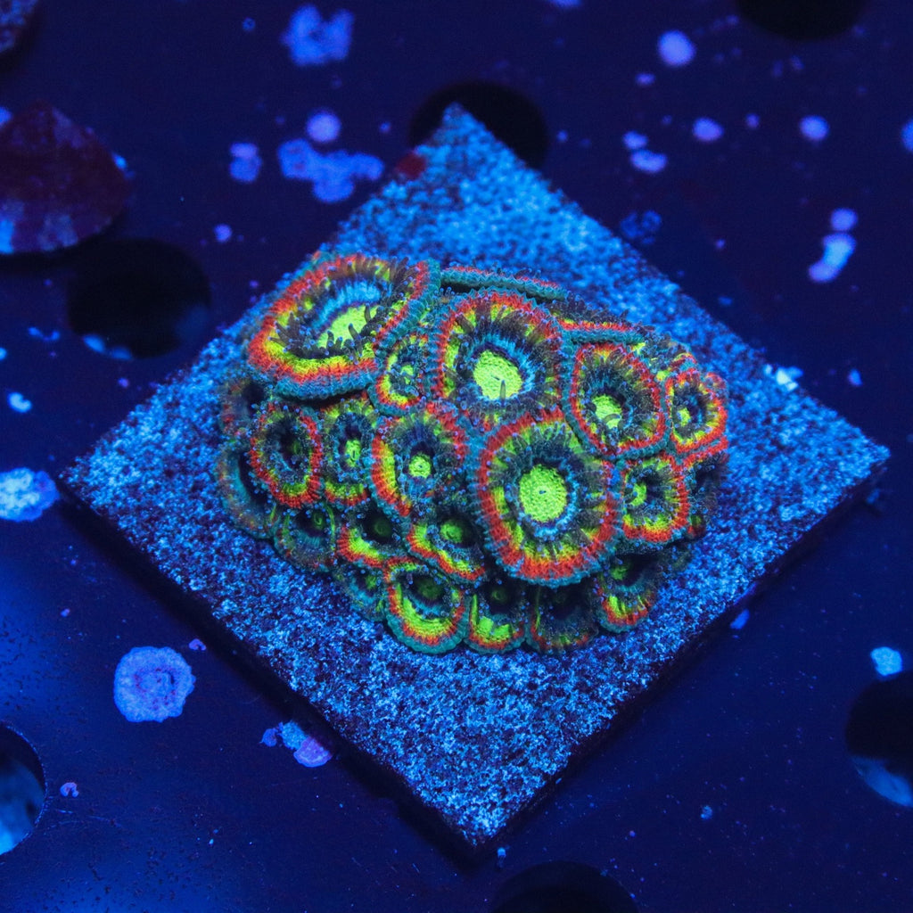 Holy Grail Micromussa Colony