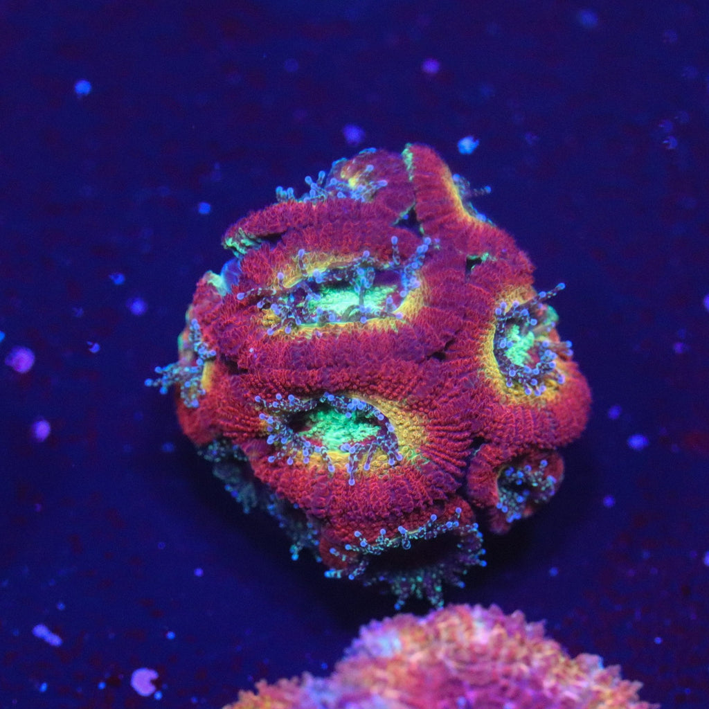 WWC Ruby Red Micromussa
