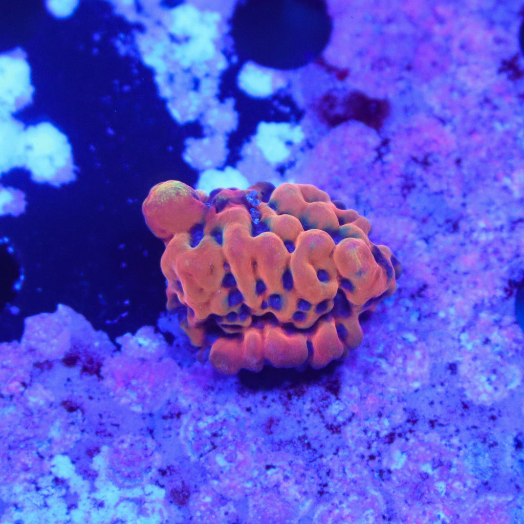 ASD Master Phoenix Montipora