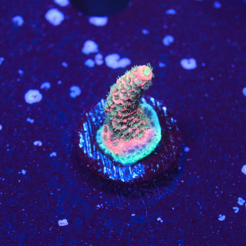 ASD Rainbow Millepora