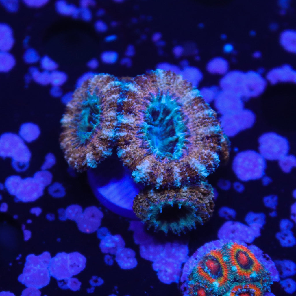 Rusty Rainbow Acan
