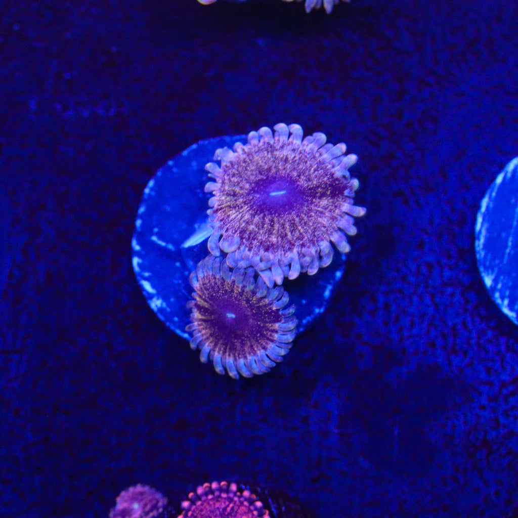 Solar Circus Zoanthid