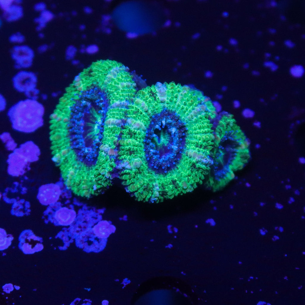 Acan Triple