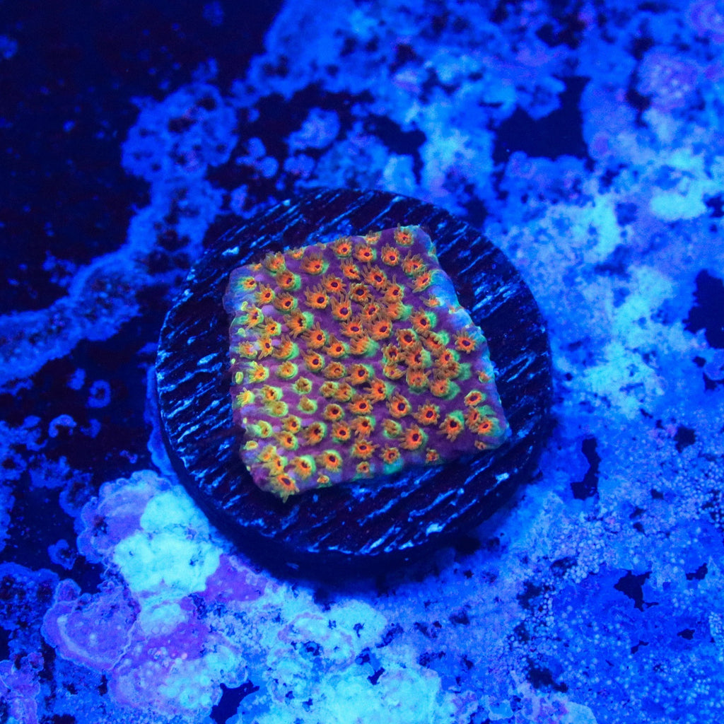 WWC Looney Tunes Stylo