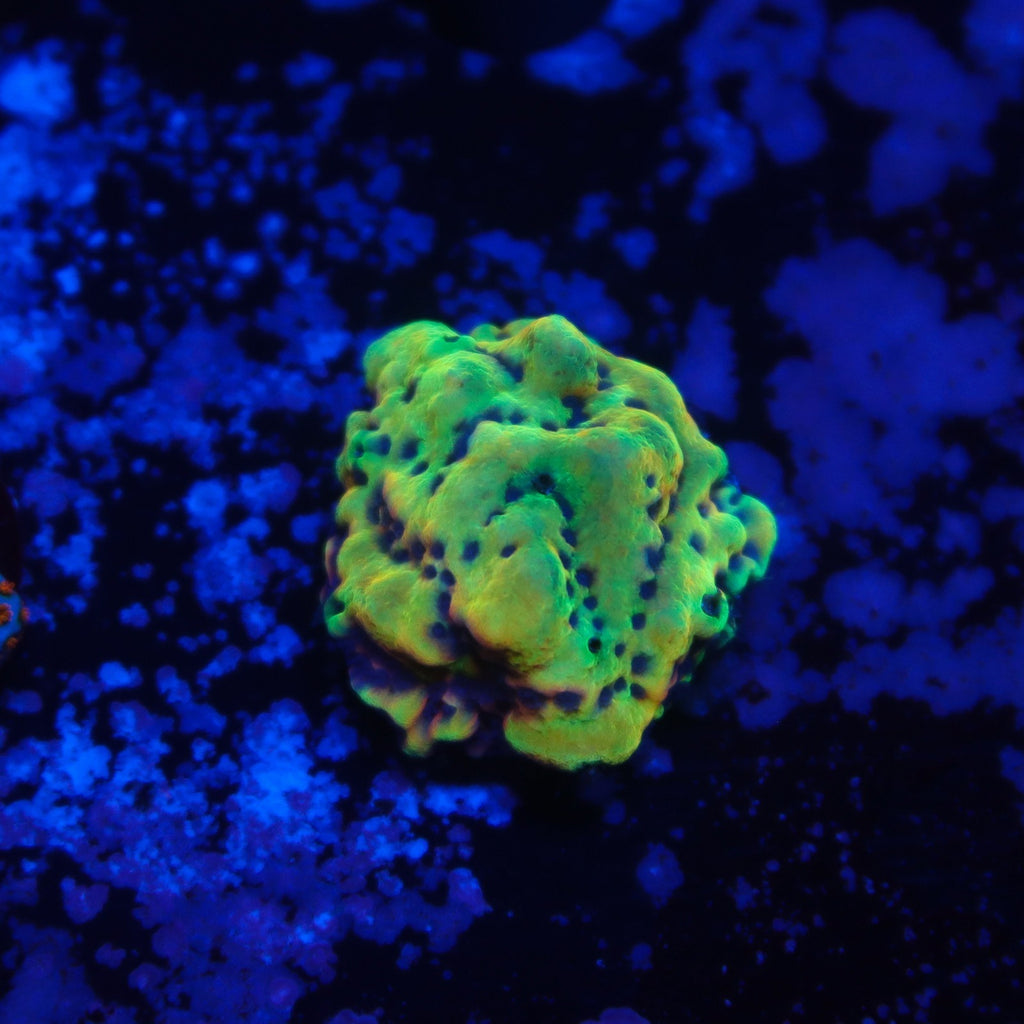 RRC Crazy T Montipora