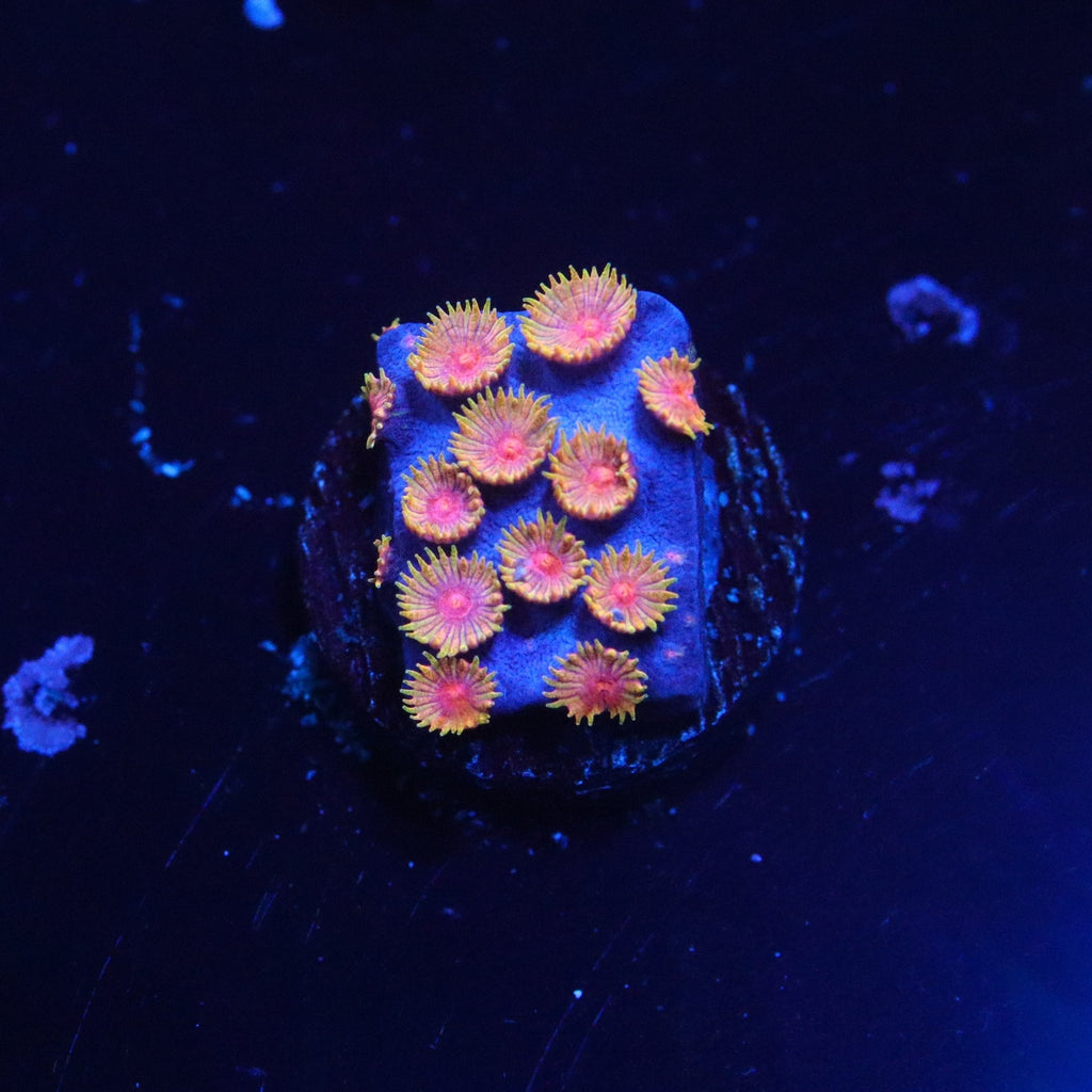 WWC Bizarro Cyphastrea