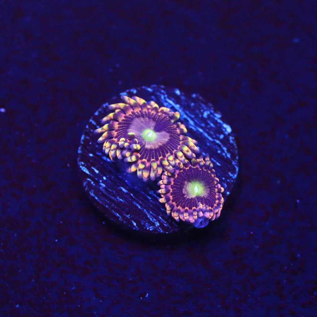 CK Bozo Birthday Zoanthid