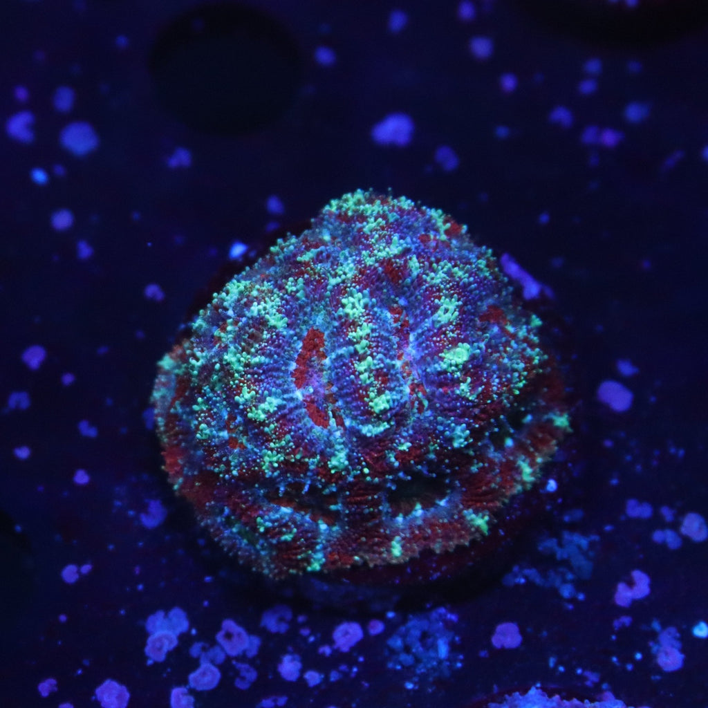 Ultra Micromussa Colony