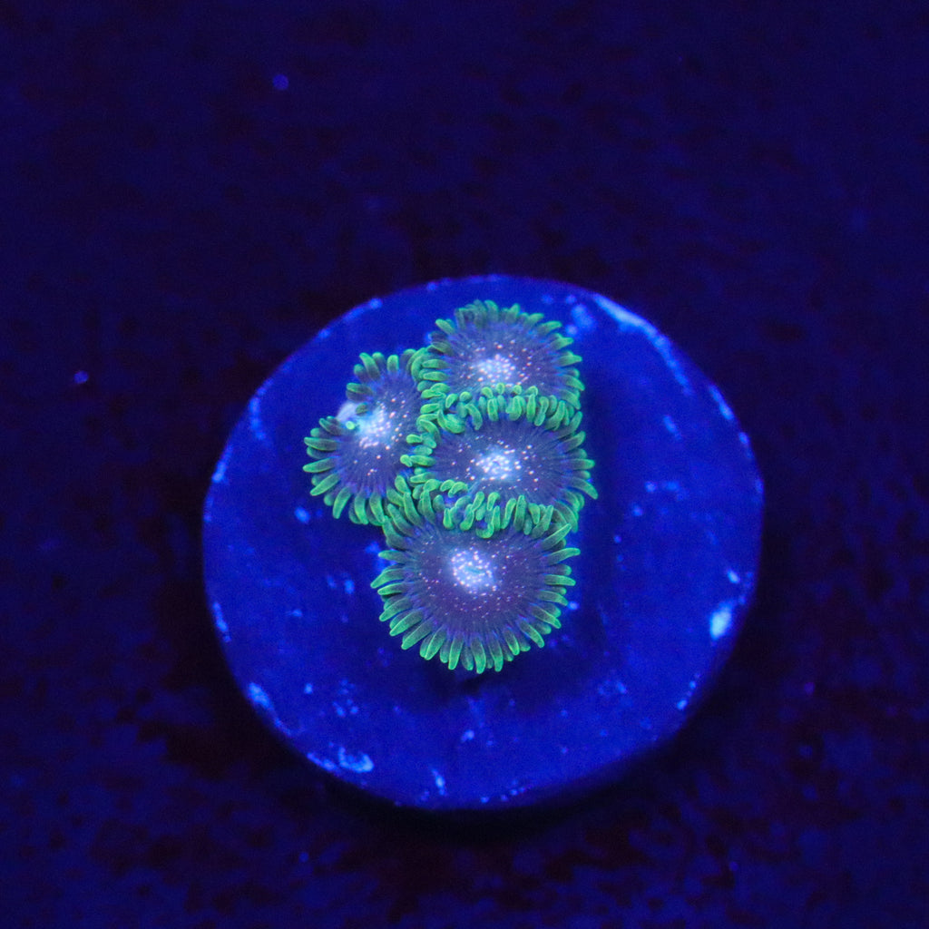 Cosmic Combustion Zoanthid