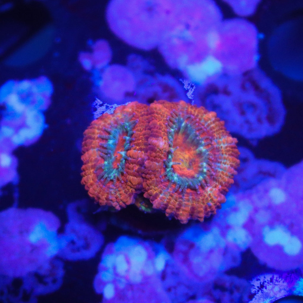 Rainbow Acan