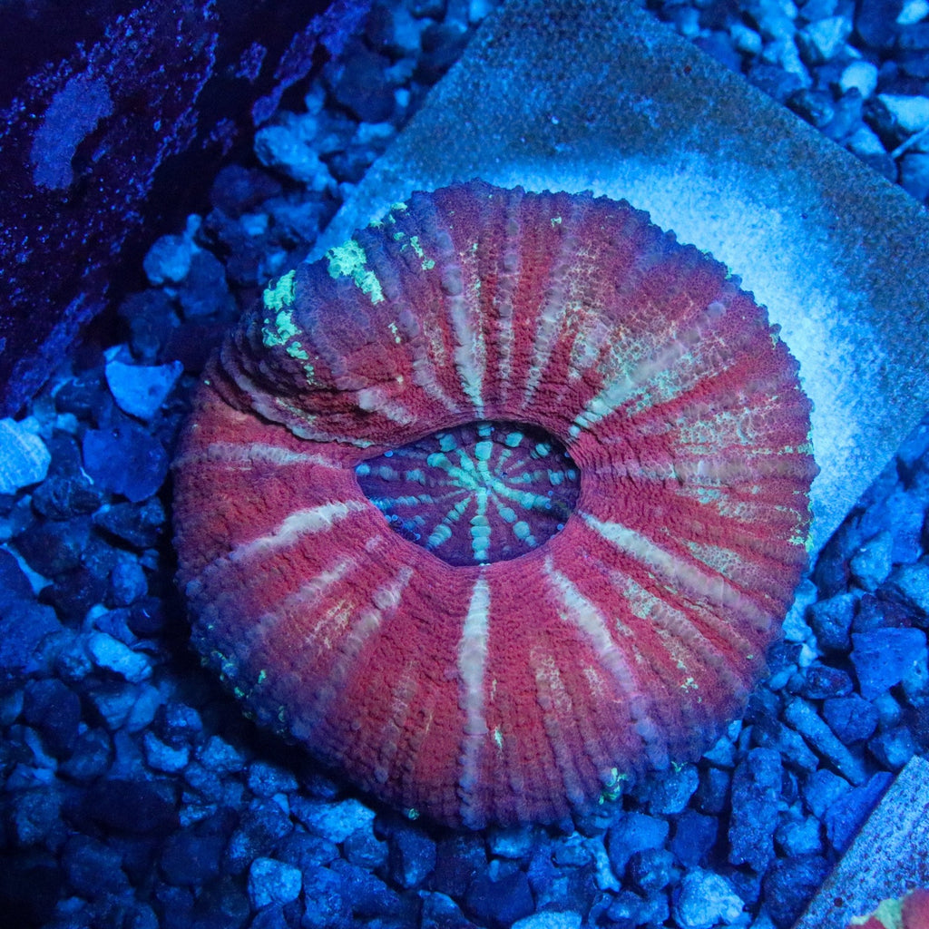 Unique Scolymia