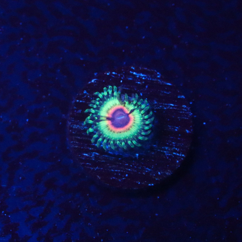 GB Little Shop Of Horrors Zoa