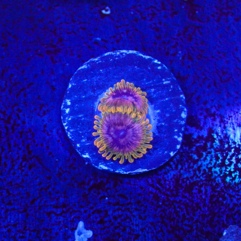 JF Acid Reflux Zoanthid