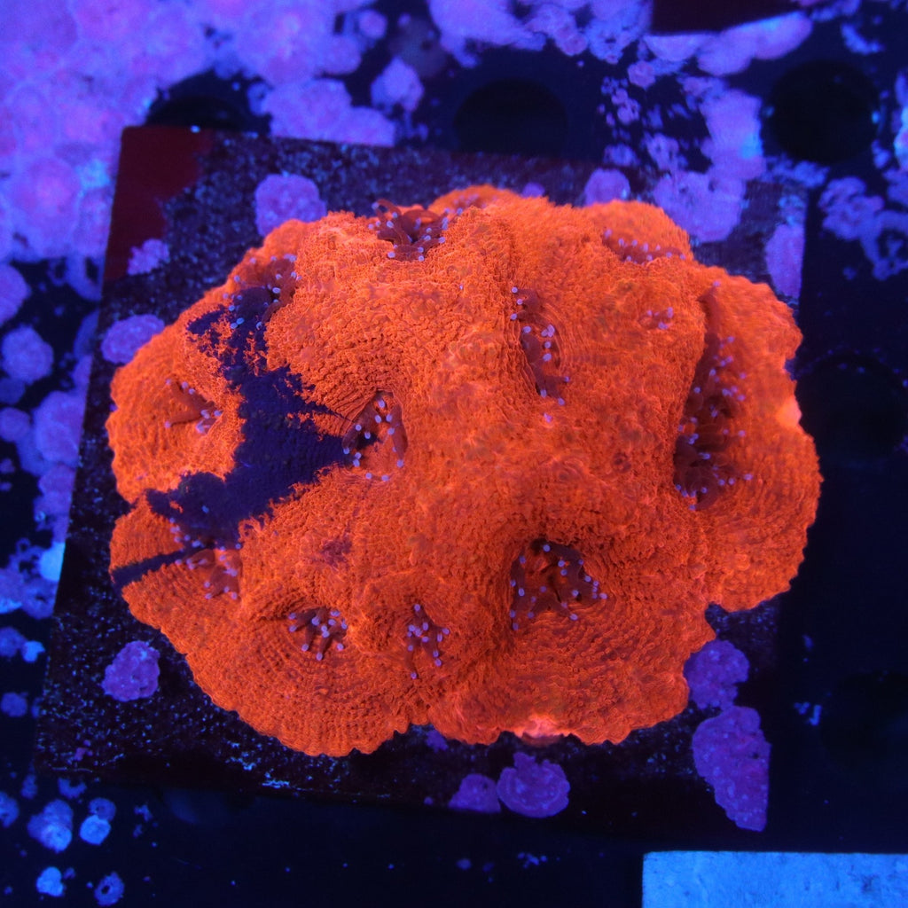 Warpaint Bowerbanki Colony