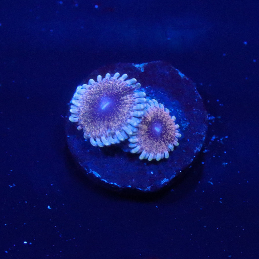 Solar Circus Zoanthid