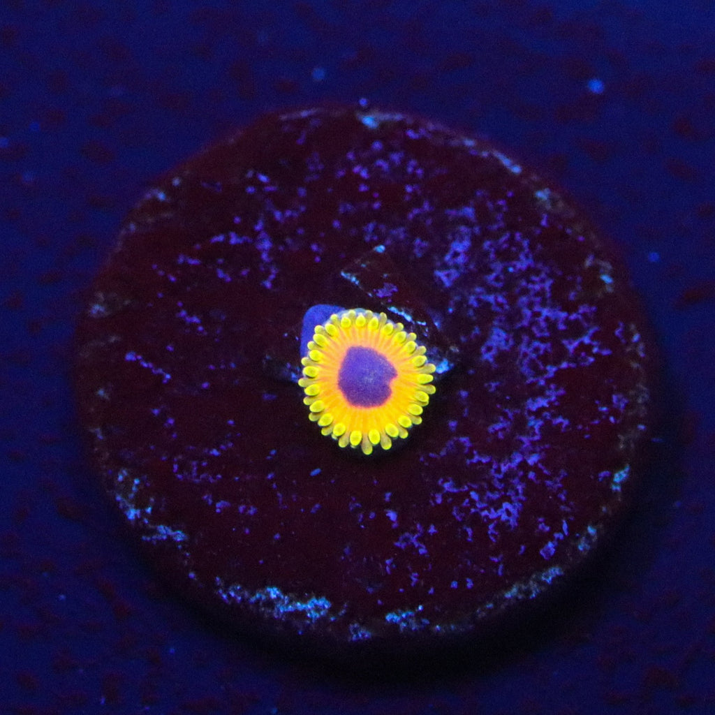 Great Owl Zoanthids