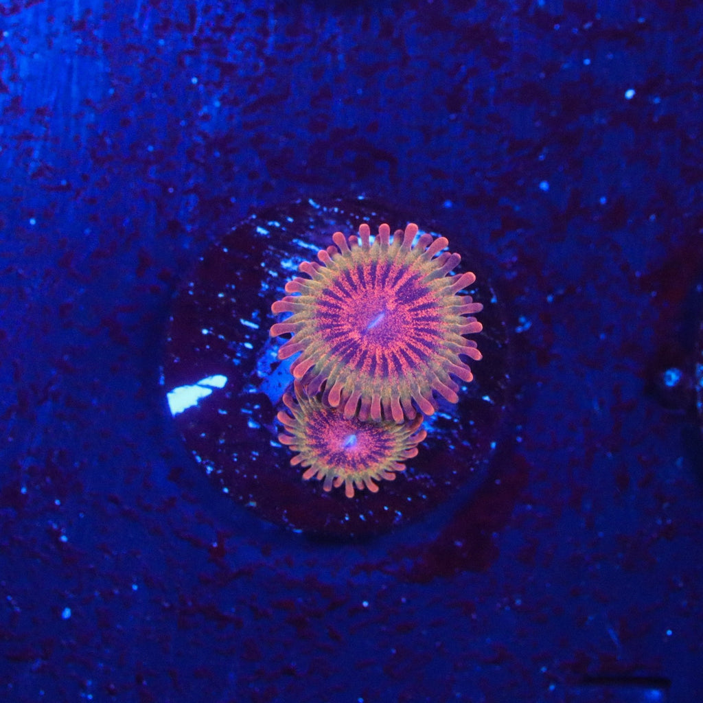 JF Speckled Krak Zoanthid