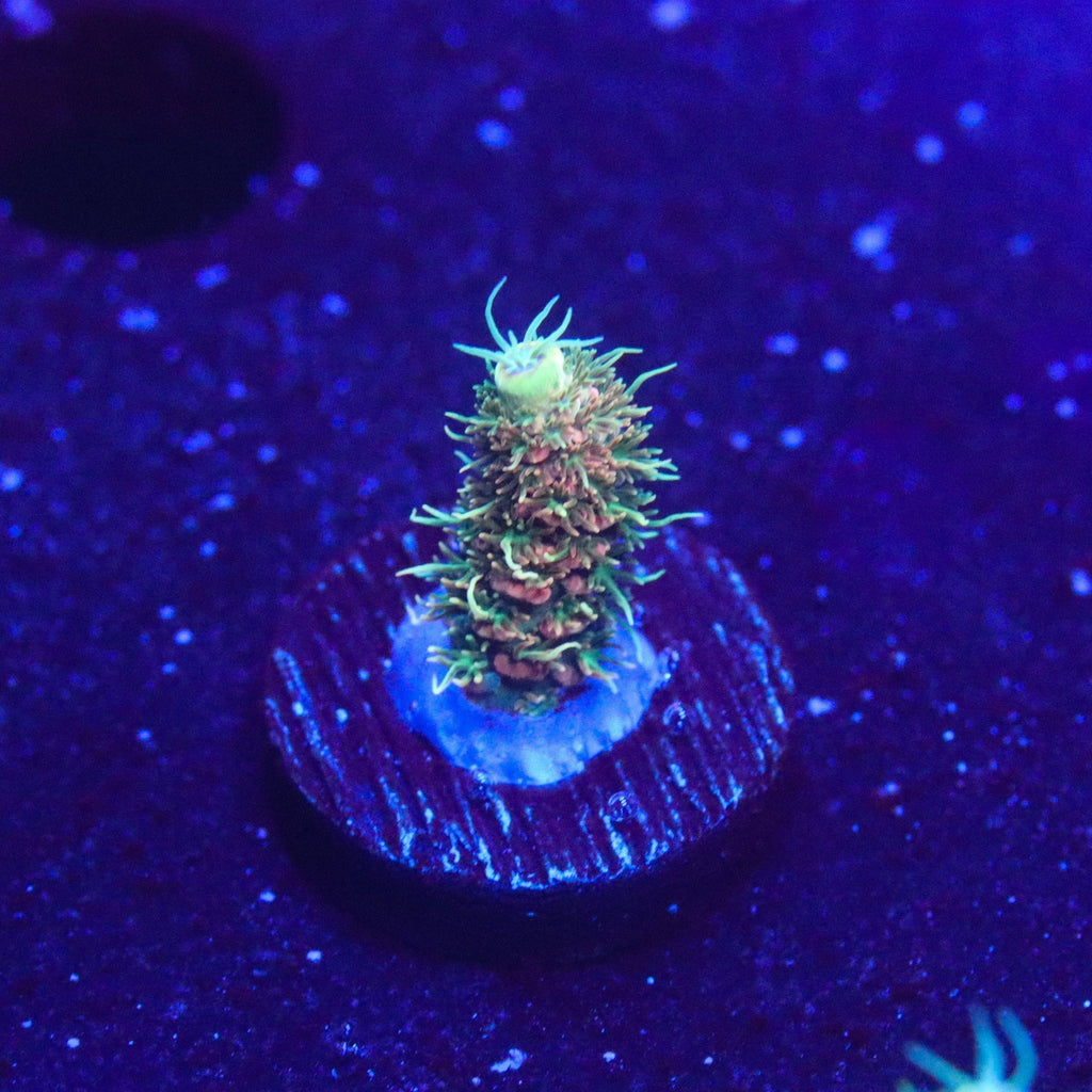 ASD Rainbow Millepora