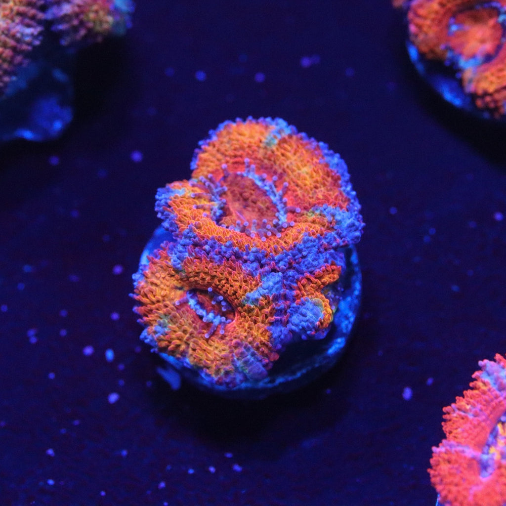 Rainbow Acan