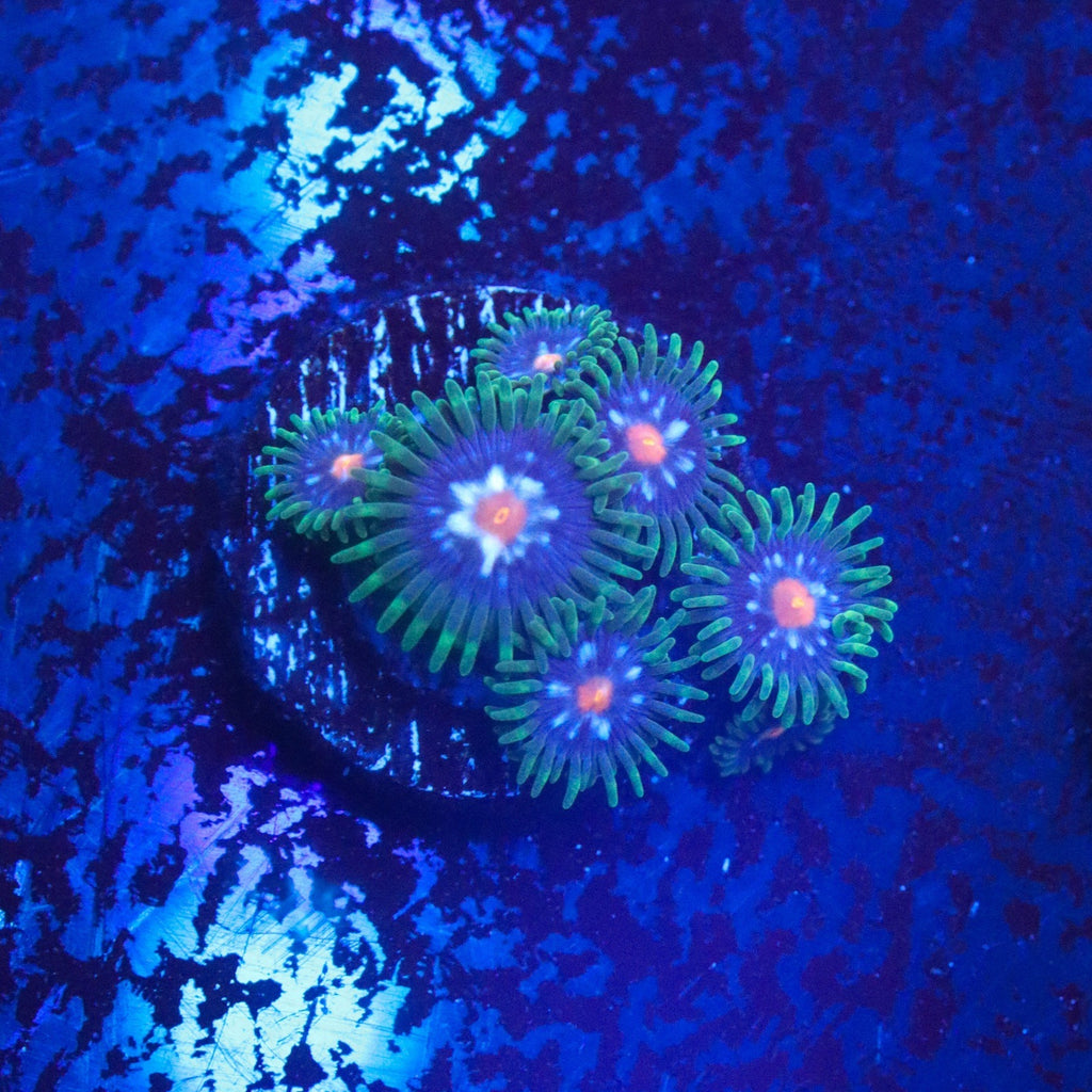 JF Stargazer Zoa