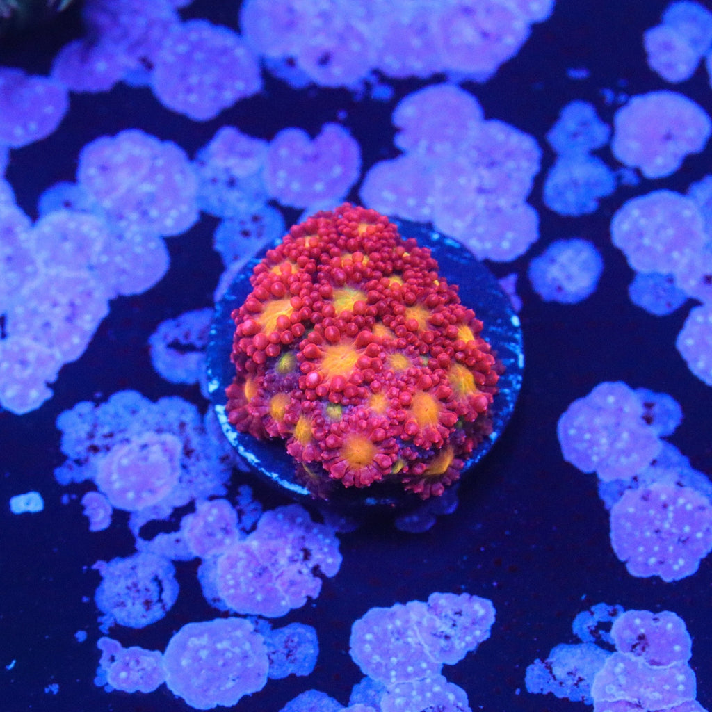 WWC Fruit Loops Bernardpora Micro Goni