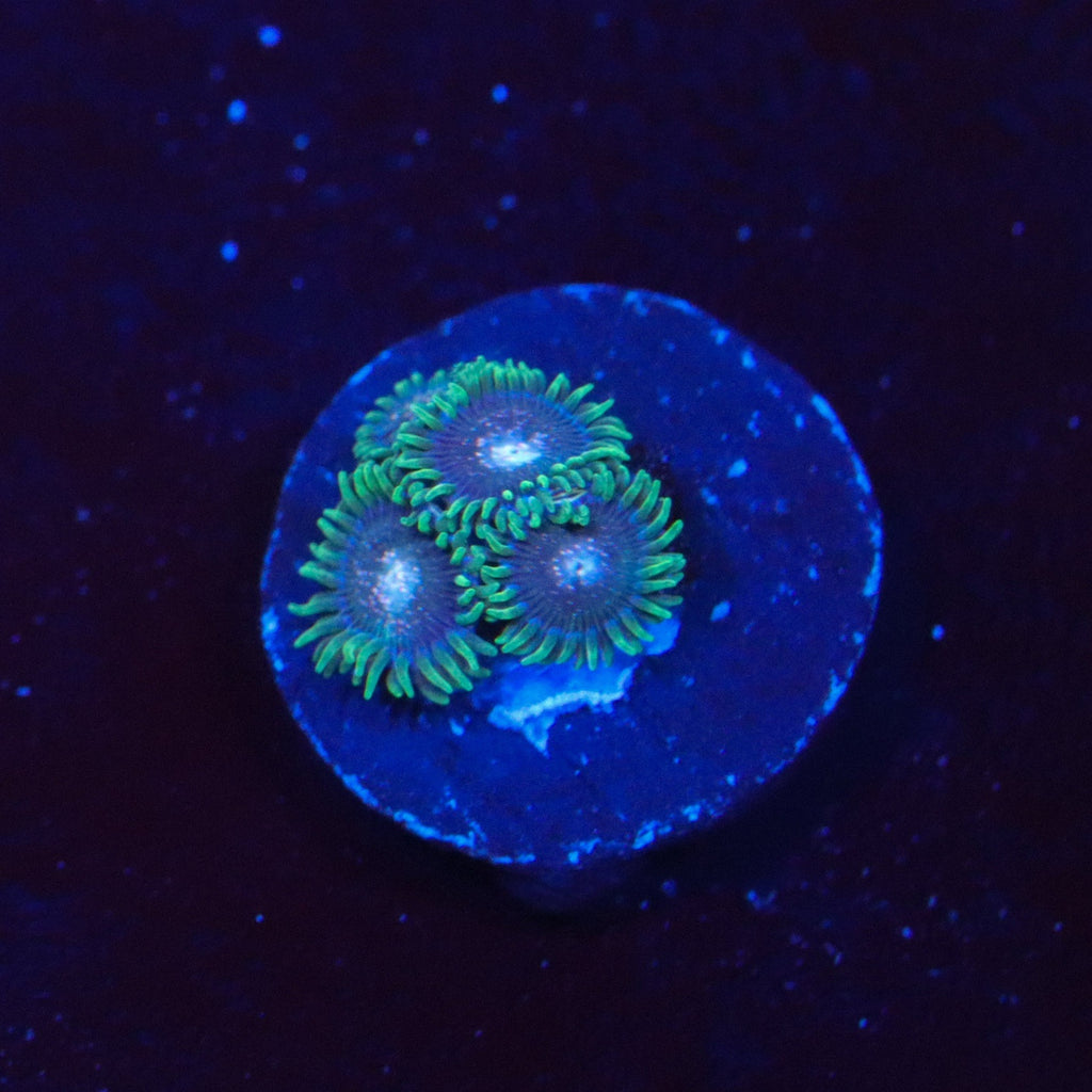 Cosmic Combustion Zoanthid