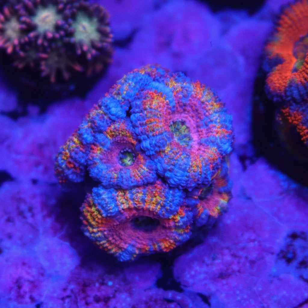 Ultra Rainbow Acan Colony