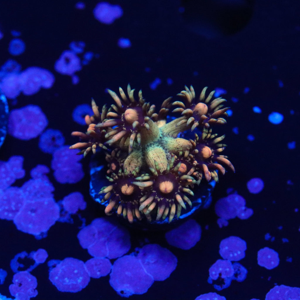 KDR Ring Of Fire Gonipora