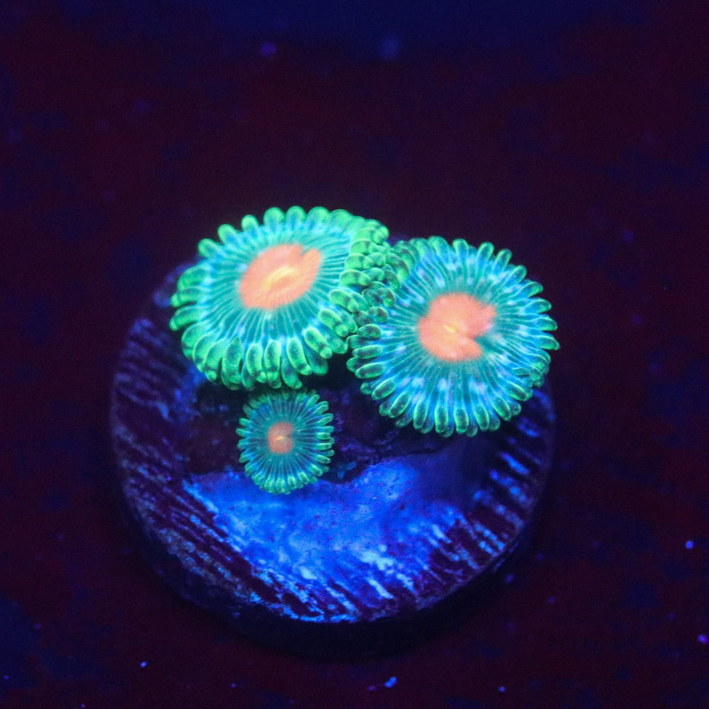 TSA Hurricane Zoa