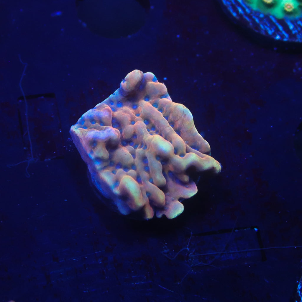 RR Crazy T Montipora