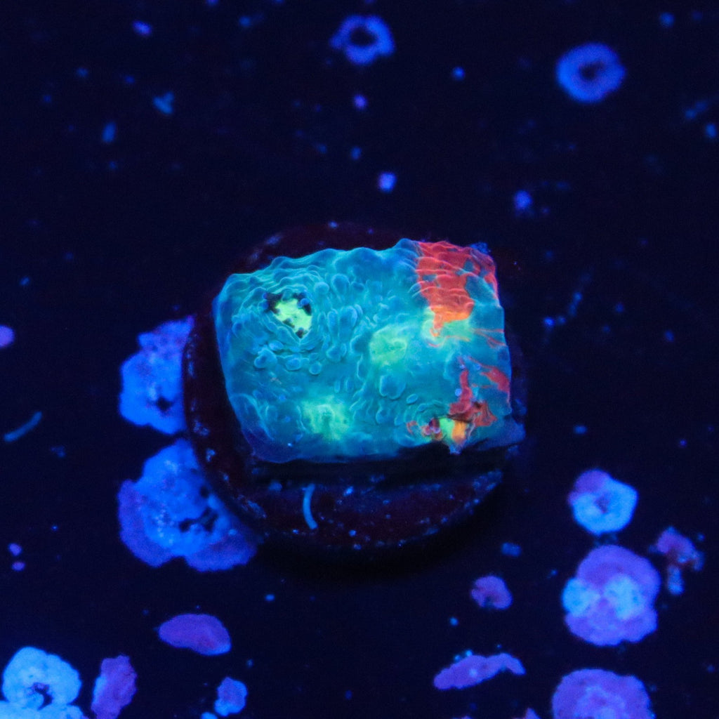 TCK Rimless Rainbow Chalice