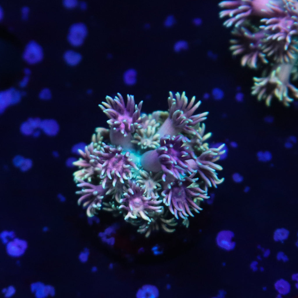 Ultra Gonipora