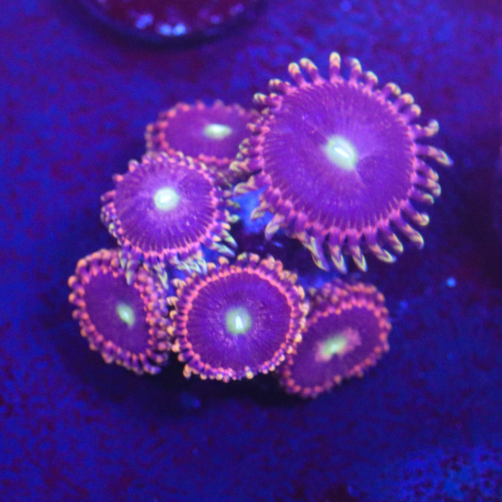 CK Bozo Birthday Zoanthid