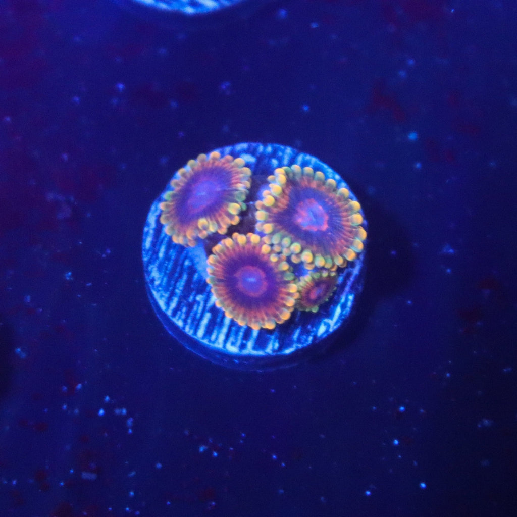 Mind Trick Zoas