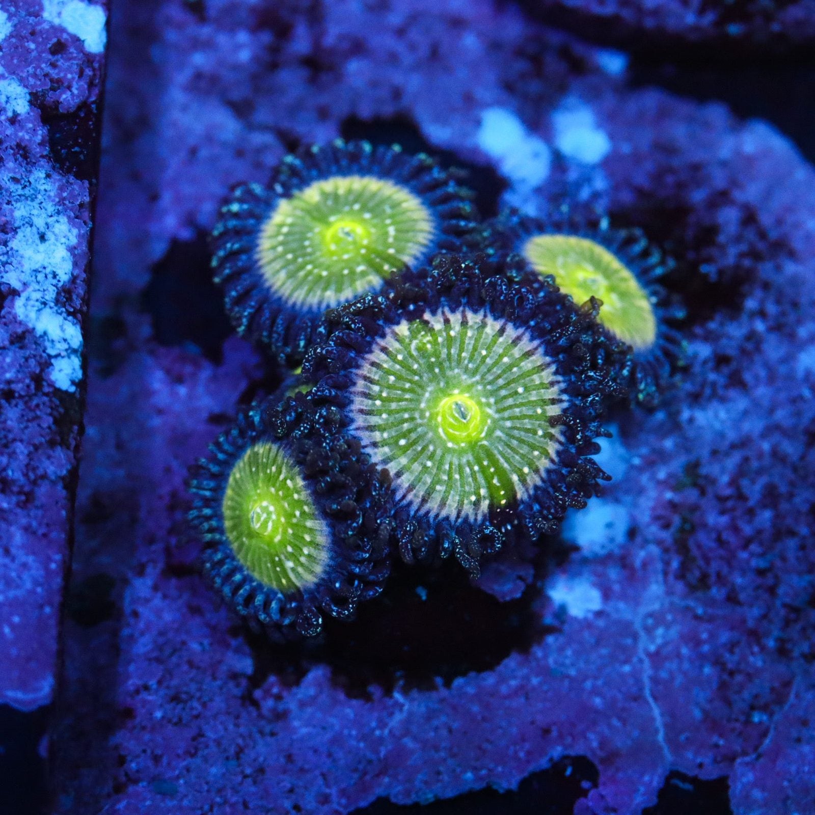 TSA Frozen Apple Zoa – GrowHouse Aquatics