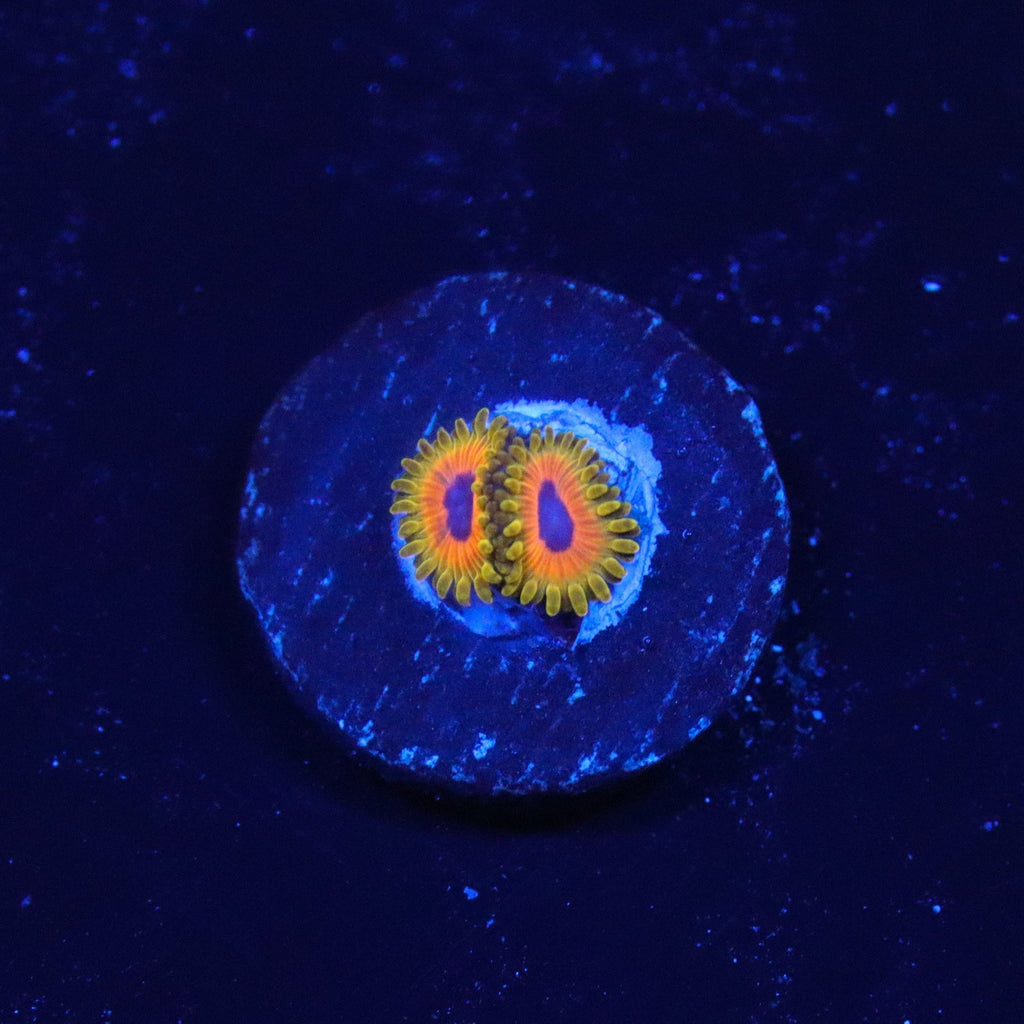 Great Owl Zoanthids