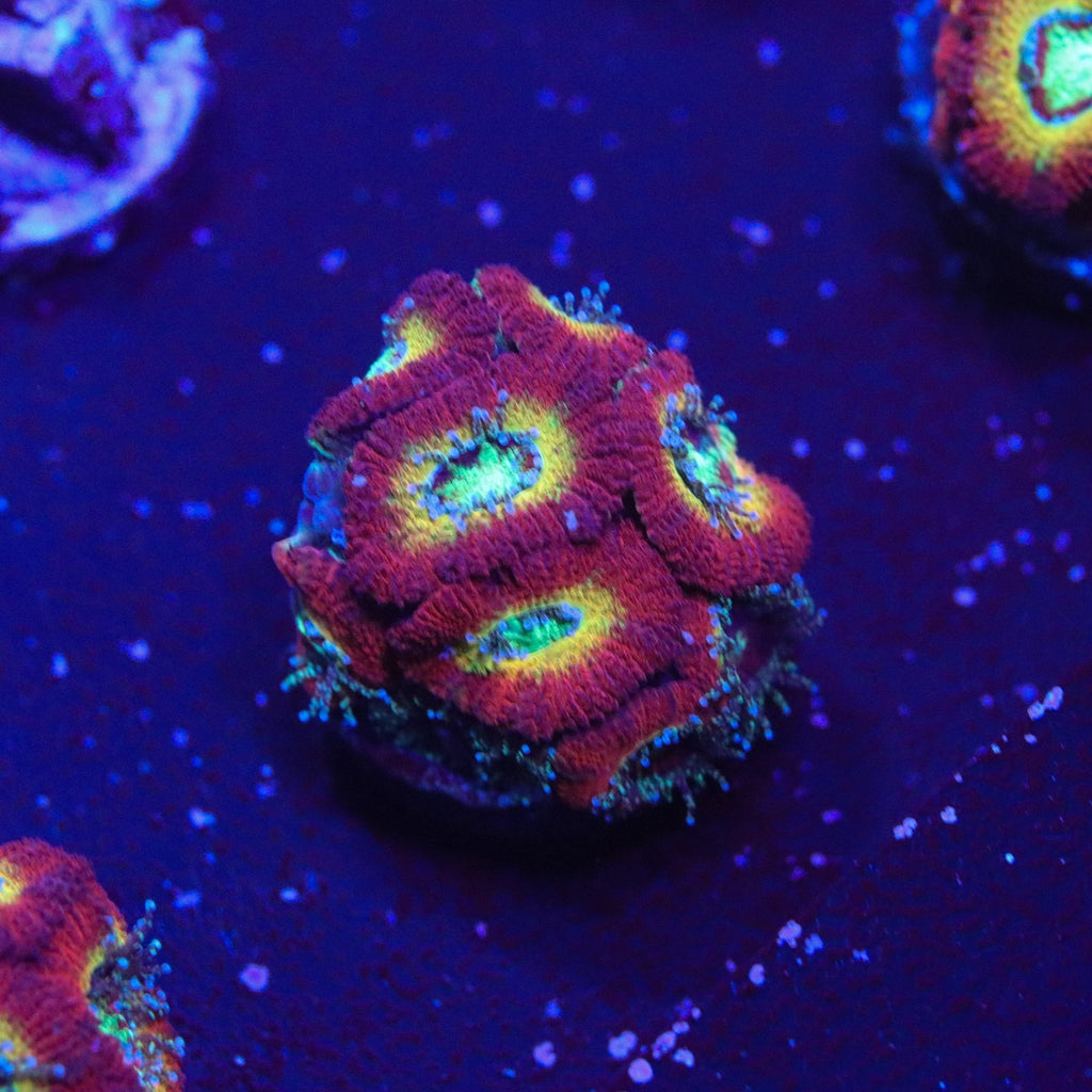 WWC Ruby Red Micromussa