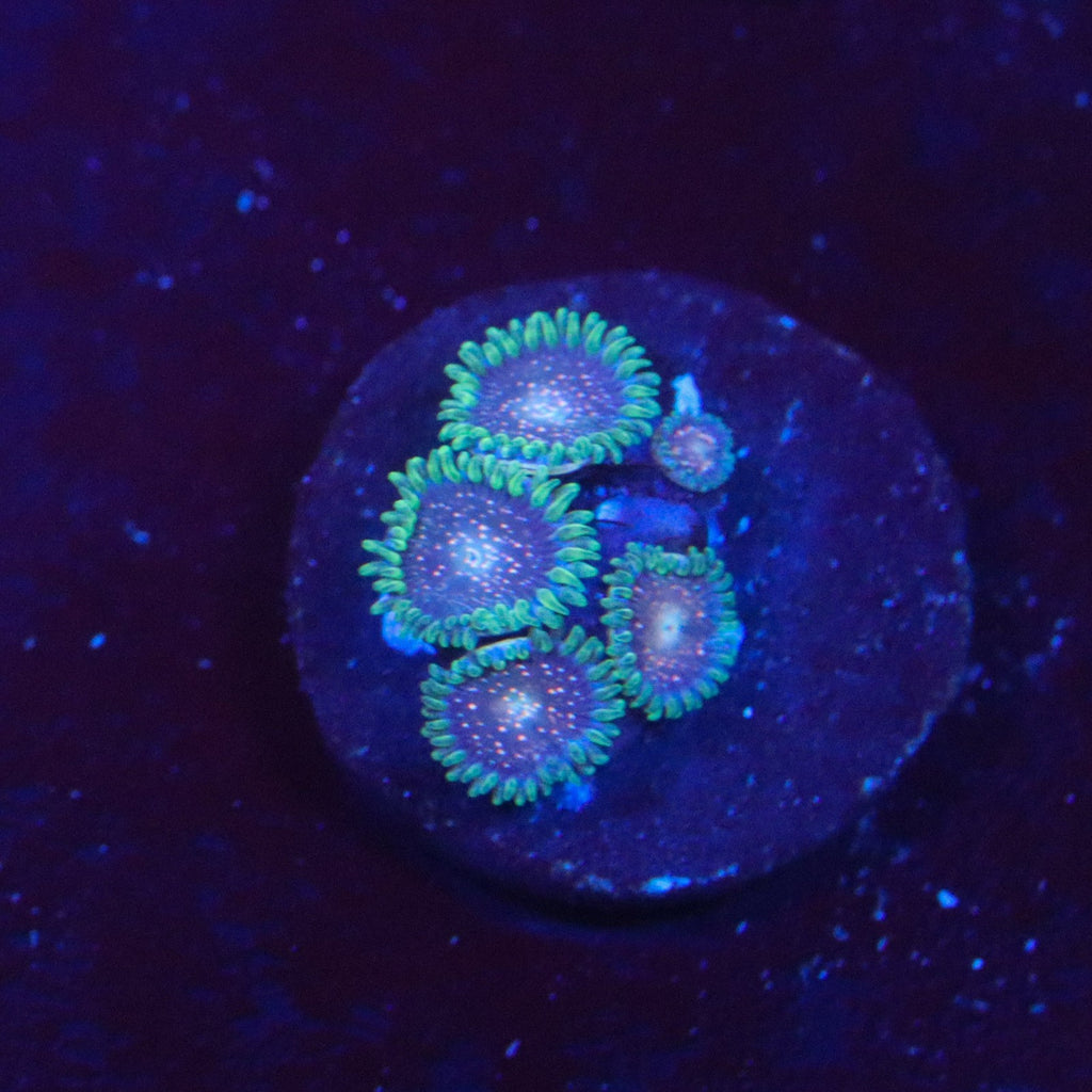 Cosmic Combustion Zoanthid