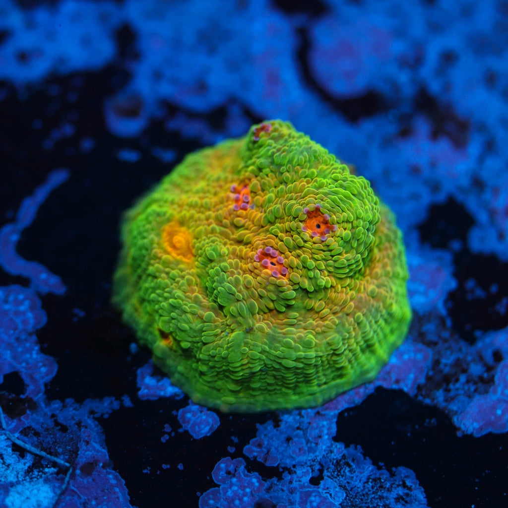 Crayola Meltdown Chalice