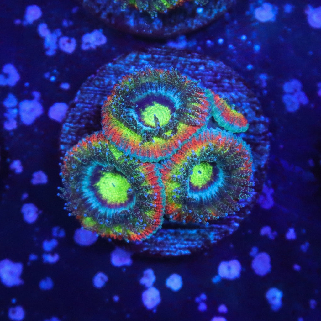 Holy Grail Micromussa